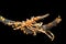 Xeno crab on whip coral