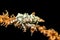 Xeno crab on whip coral