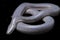 Xenopeltis unicolor Shedding it`s Skin. Common names: sunbeam snake is a non-venomous sunbeam snake