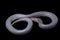 Xenopeltis unicolor Shedding it`s Skin. Common names: sunbeam snake is a non-venomous sunbeam snake