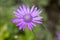 Xeranthemum annuum, annual everlasting immortelle in bloom