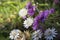 Xeranthemum annuum, annual everlasting immortelle flowers in bloom