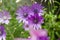 Xeranthemum annuum, annual everlasting immortelle flowers in bloom