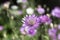 Xeranthemum annuum, annual everlasting immortelle flowers in bloom