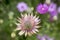 Xeranthemum annuum, annual everlasting immortelle flowers in bloom