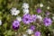 Xeranthemum annuum white and violet immortelle flowers in bloom, group of flowering plants in the garden