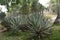 Xeriscape Garden, Cactus in Caracas Venezuela