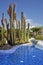 Xeriscape garden with the very unusual large cacti species in Tenerife, Canary Islands, Spain