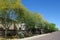 Xeriscaped Residential City Streets in Phoenix, AZ