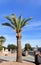 Xeriscaped residential neighborhood decorated with King Palms in Phoenix, AZ