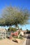 Xeriscaped Road Shoulder with Euphorbia Tirucalli Succulent and Palo Verde Tree