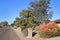 Xeriscaped Road Sides in Phoenix, Arizona