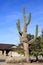 Xeriscaped street corner decorated with an old Saguaro cactus in Phoenix, AZ