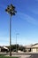 Xeriscaped street corner decorated with a tall Palm in Phoenix, AZ