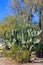 Xeriscaped street corner decorated with a thornless Nopal cactus in Phoenix, AZ