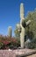 Xeriscaping with Bougainvillea and Saguaro Cacti copy space