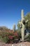 Xeriscaping with Bougainvillea and Saguaro Cacti copy space