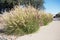 Xeriscaping with Fountain Grass (Pennisetum setaceum