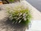 Xeriscaping Pennisetum Setaceum Grass (Fountain grass