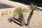 Xeriscaping with Pigmy Palms and Desert Gravel