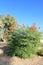 Xeriscaping with Red Bird of Paradise, Phoenix, AZ