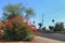 Xeriscaping with Red Bird of Paradise, Phoenix, AZ