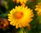 Xerochrysum bracteatum