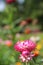 Xerochrysum bracteatum blossoming in garden. Flower of strawflower in bloom