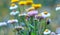 Xerochrysum bracteatum flower fields bloom brightly on a hillside