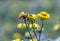 Xerochrysum bracteatum flower fields bloom brightly on a hillside