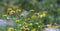 Xerochrysum bracteatum flower fields bloom brightly on a hillside