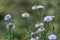 Xerochrysum bracteatum flower fields bloom brightly on a hillside