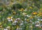 Xerochrysum bracteatum flower fields bloom brightly on a hillside