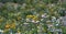 Xerochrysum bracteatum flower fields bloom brightly on a hillside