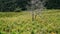Xerochrysum bracteatum flower fields bloom brightly on a hillside