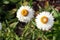 Xerochrysum bracteatum ( golden everlasting or strawflower)