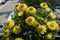 Xerochrysum bracteatum plant in bloom