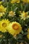 Xerochrysum bracteatum plant in bloom