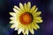 Xerochrysum bracteatum: Strawflower