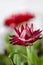 Xerochrysum bracteatum, strawflower, paper daisy, flower head