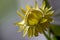 Xerochrysum bracteatum, strawflower, paper daisy, flower head