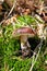 Xerocomus badius mushroom on green grass