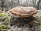 Xerocomus badius mushroom grow in the forest