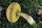 The Xerocomus ferrugineus s.l. is an edible mushroom