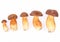 Xerocomus mushrooms