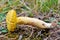 Xerocomus subtomentosus mushroom