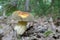 Xerocomus subtomentosus or Suede bolete mushroom