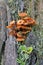 Xeromphalina campanella. Mushrooms and lichens close up on a stump in the taiga