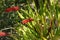 Xeronema callistemon, Poor Knights Lily