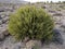 Xerophyte coastal vegetation withstands drought. Oman